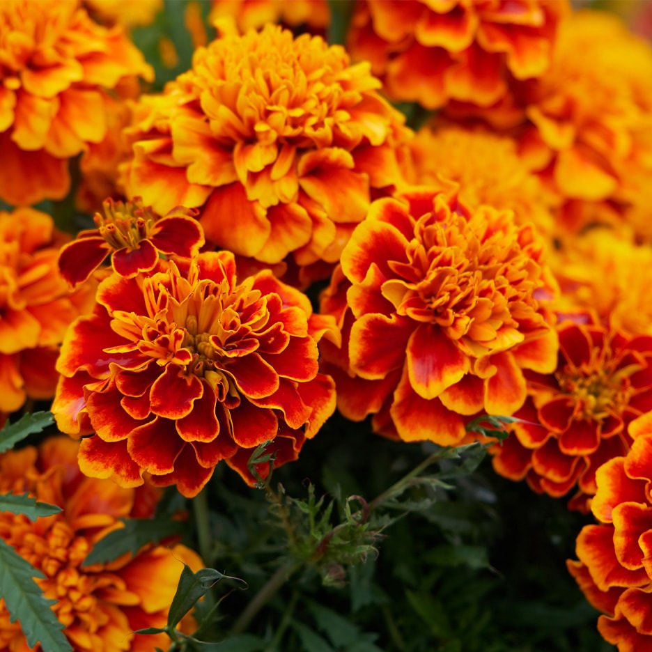Orange und rote Ringelblumen in voller Blüte, mit leuchtenden Blütenblättern und einem dichten Zentrum.