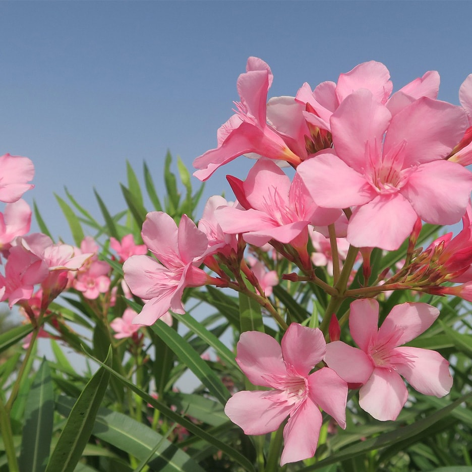 Leuchtend rosa Oleanderblüten mit grünen Blättern vor blauem Himmel.
