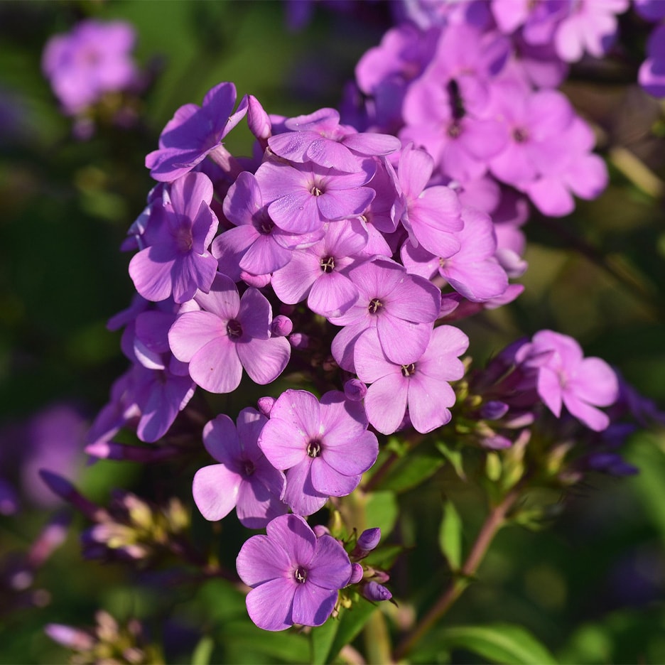Violette Phloxblüten in voller Blüte, mit zarten Blütenblättern und dunklen Zentren.