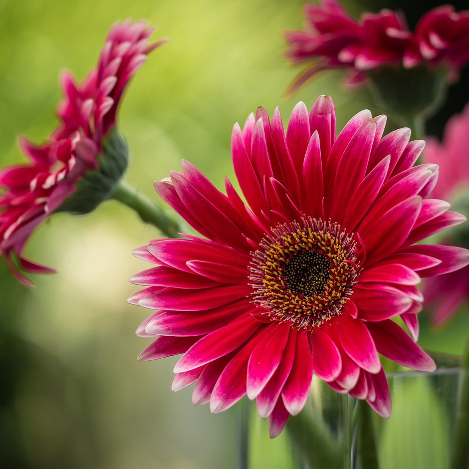 Nahaufnahme von leuchtend pinken Gerbera-Blumen mit grünem Hintergrund.