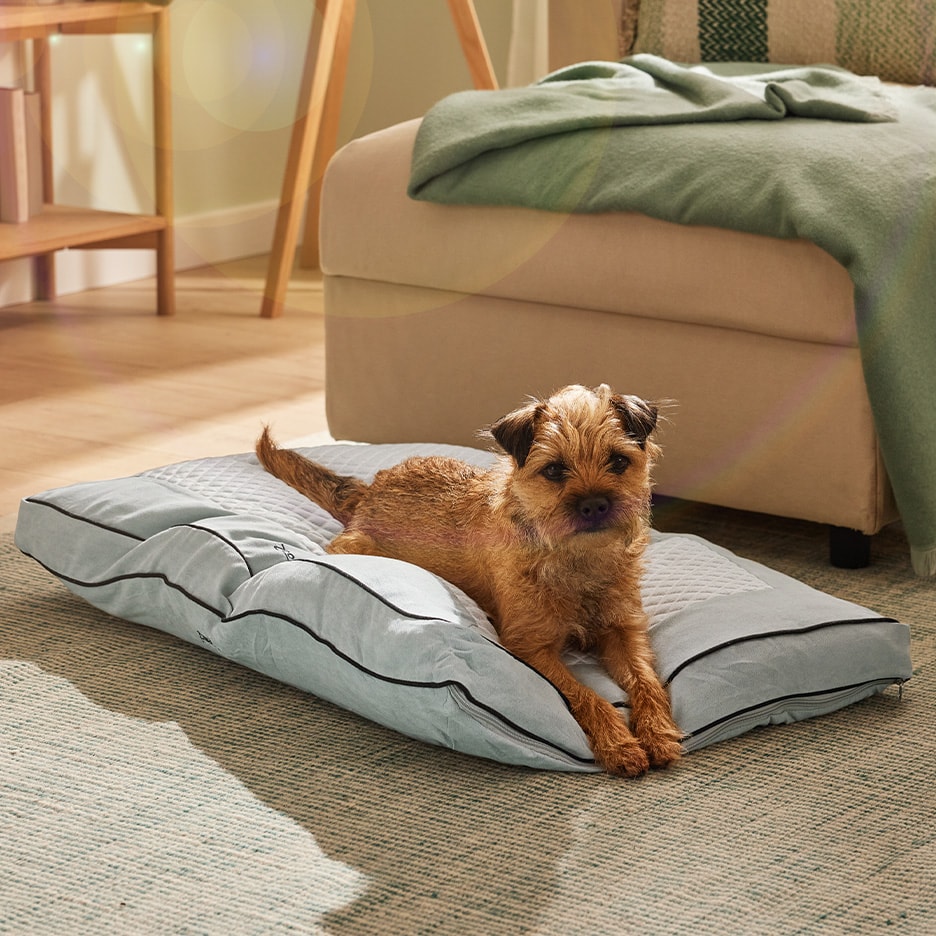 Terrier-Hund auf einem hellblauen Hundebett mit schwarzer Paspelierung in einem Wohnzimmer.