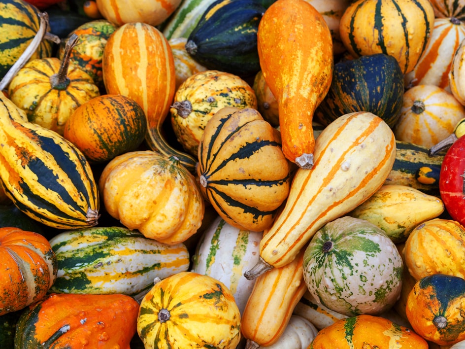 🌺 Fleurs colorées et courges de décoration