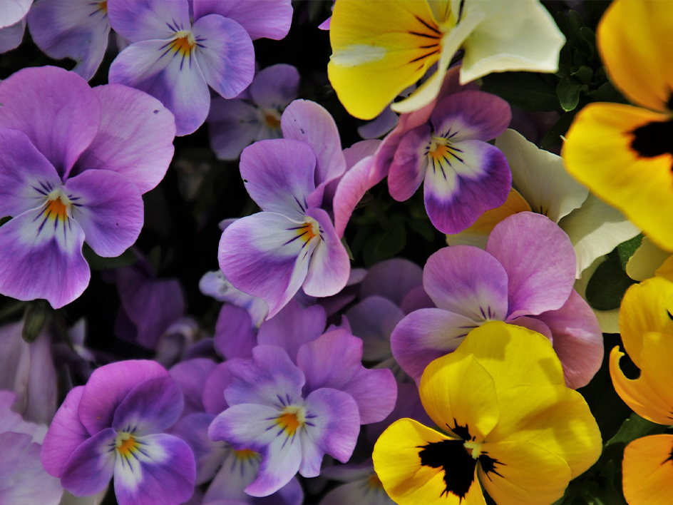 Outdoor Pflanzen und Blumen