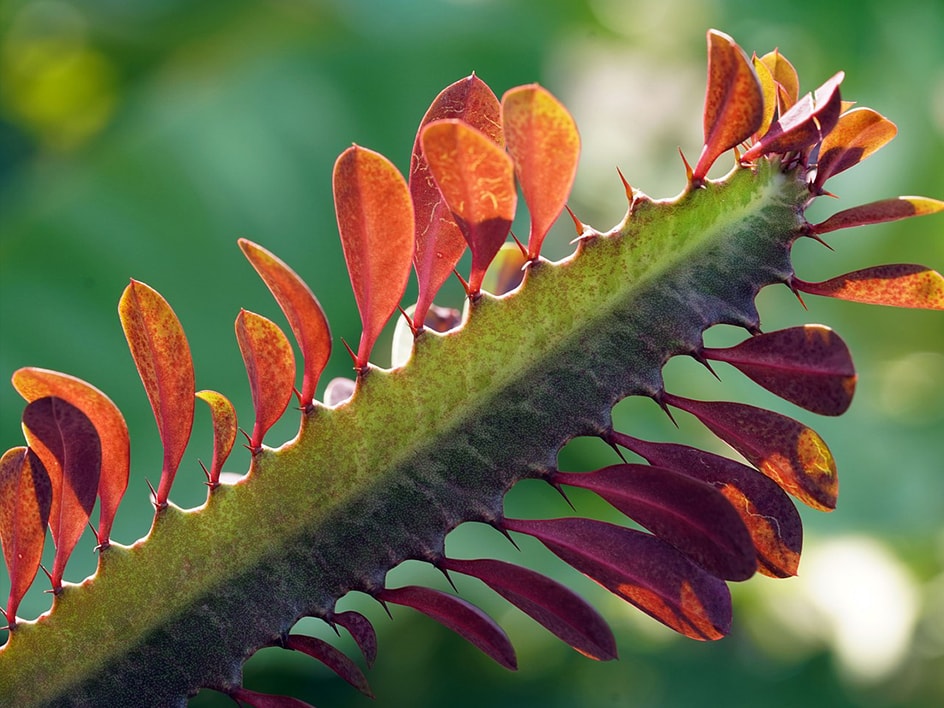 Euphorbia Trigonia