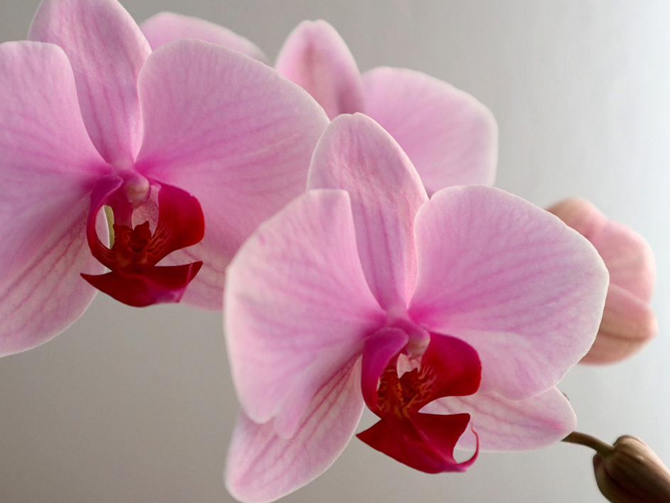 🌸 Fleurs colorées et lutin de bruyère