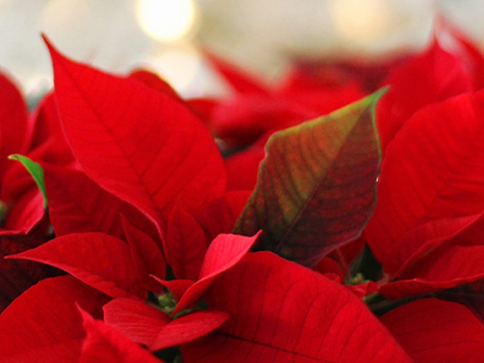 🌸 Plantes vertes, poinsettias et amaryllis