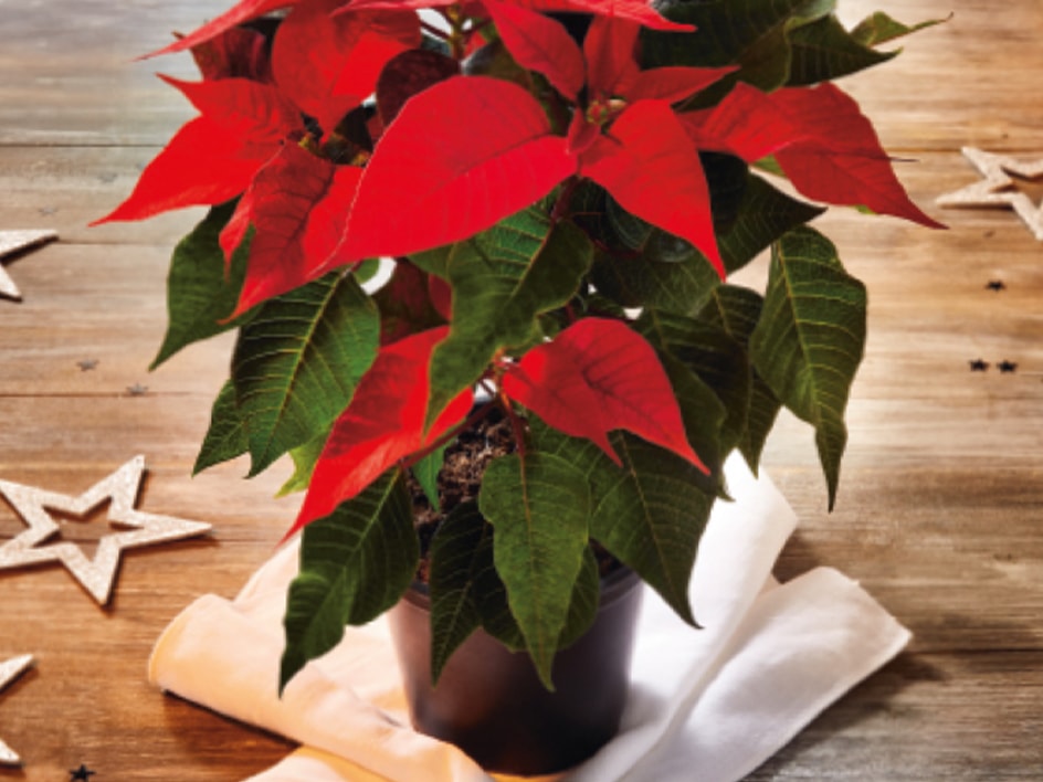 Poinsettias, cyprès Ellwoodii et orchidées