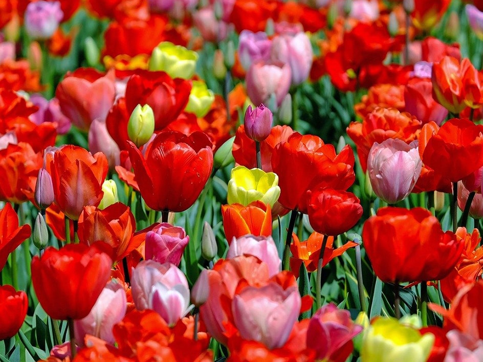 Fiori e bouquet di tulipani dai colori vivaci 💐