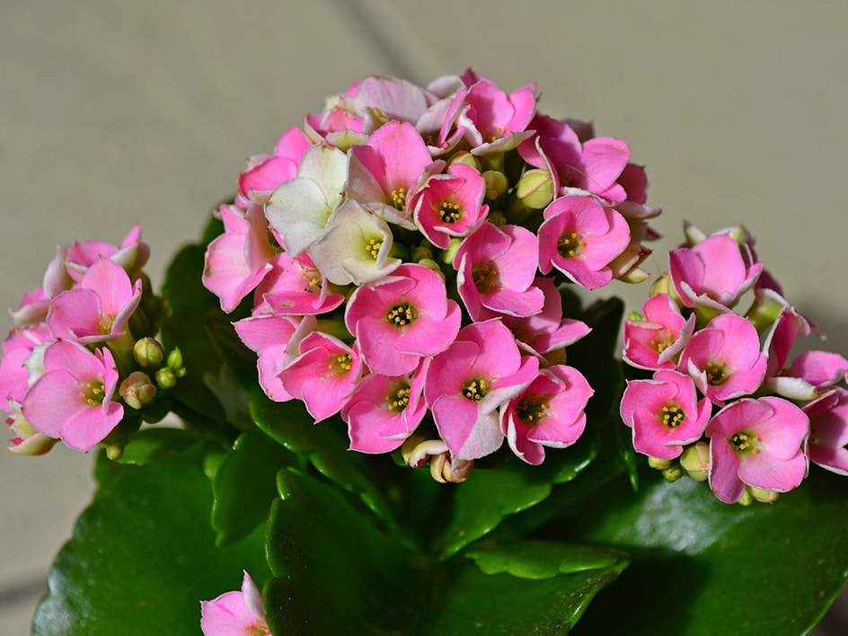 Fiori e vasi in ceramica