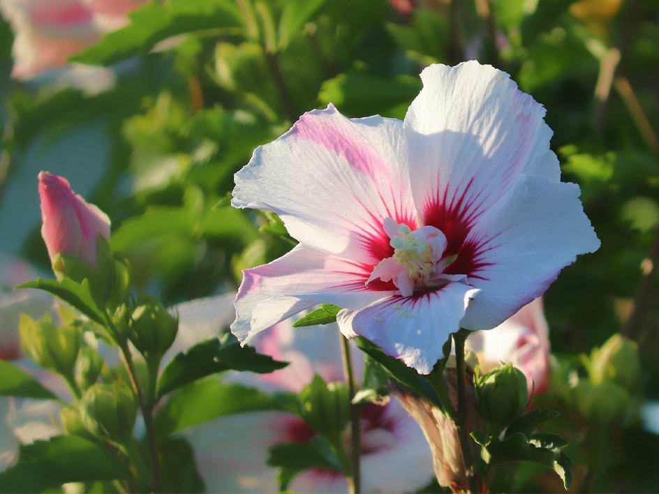 Hibiscus