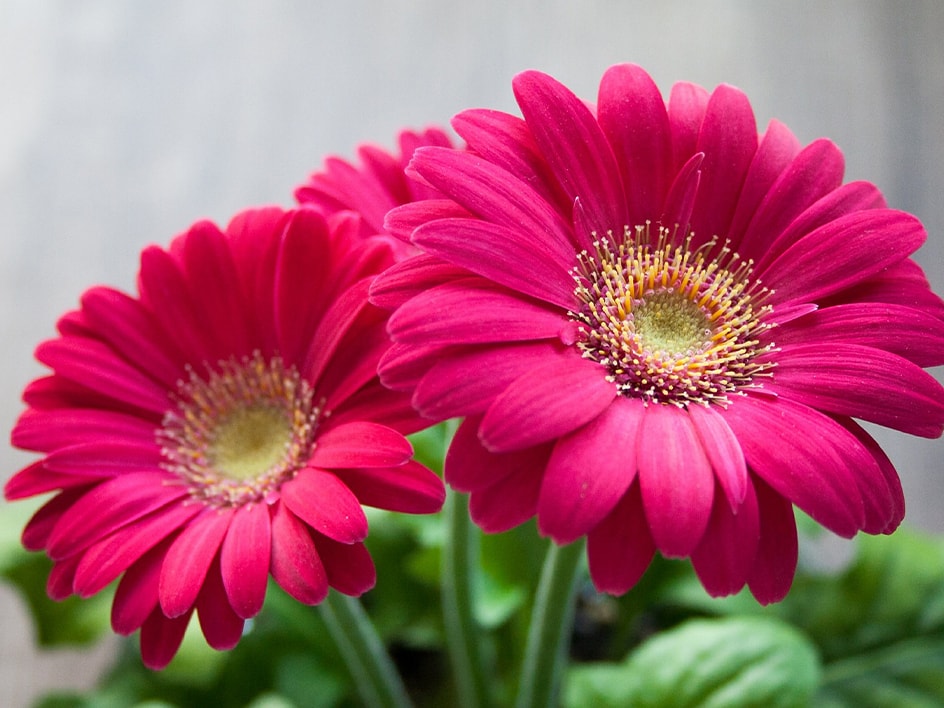 🌹Fiori dai colori vivaci e piante verdi