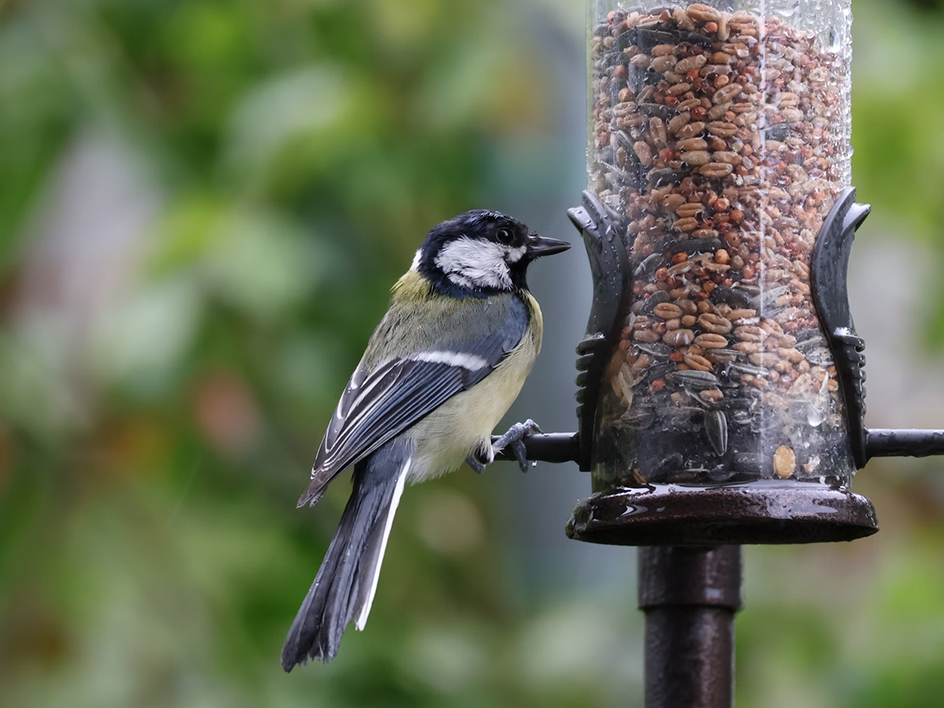 Graines pour les oiseaux